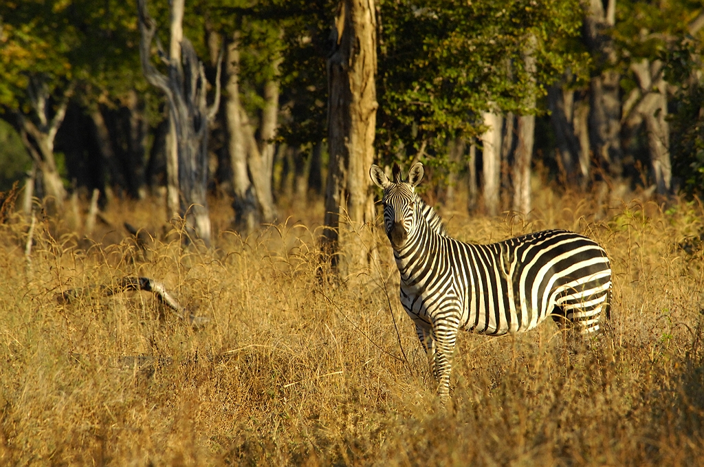 zebra