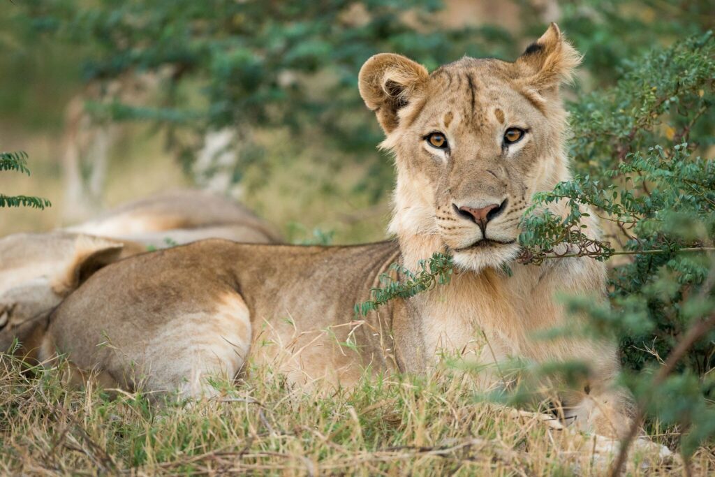 lion staring